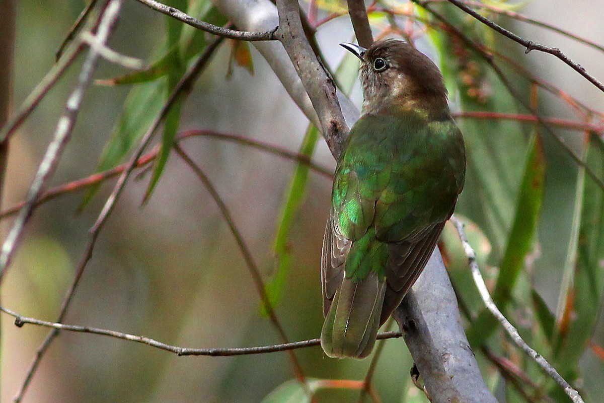 Shining Bronze-Cuckoo - ML312889781