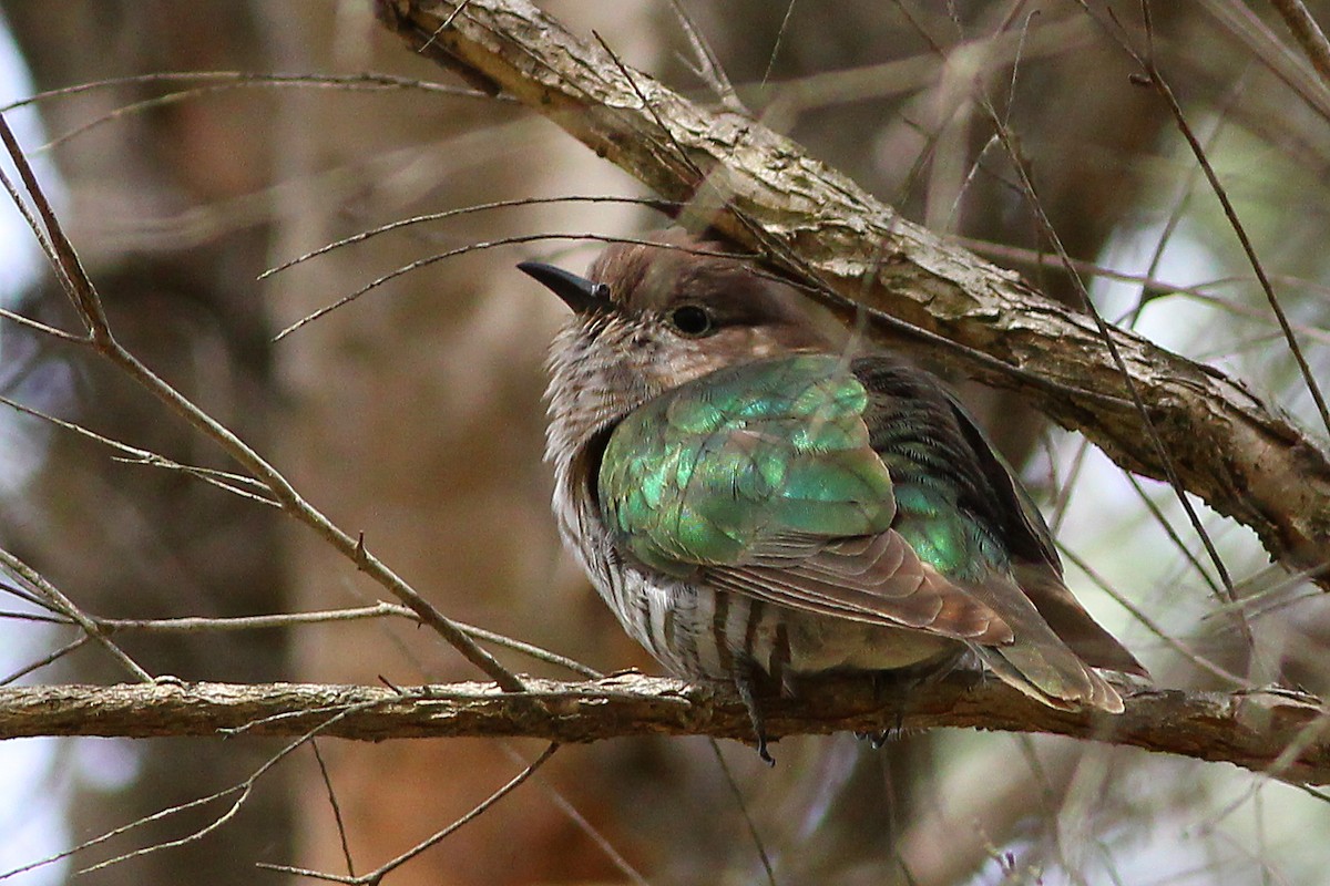 Shining Bronze-Cuckoo - ML312889811