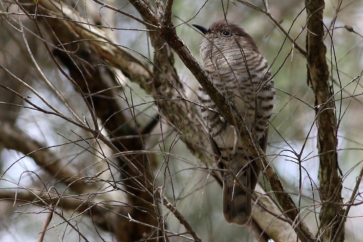 Shining Bronze-Cuckoo - ML312889831