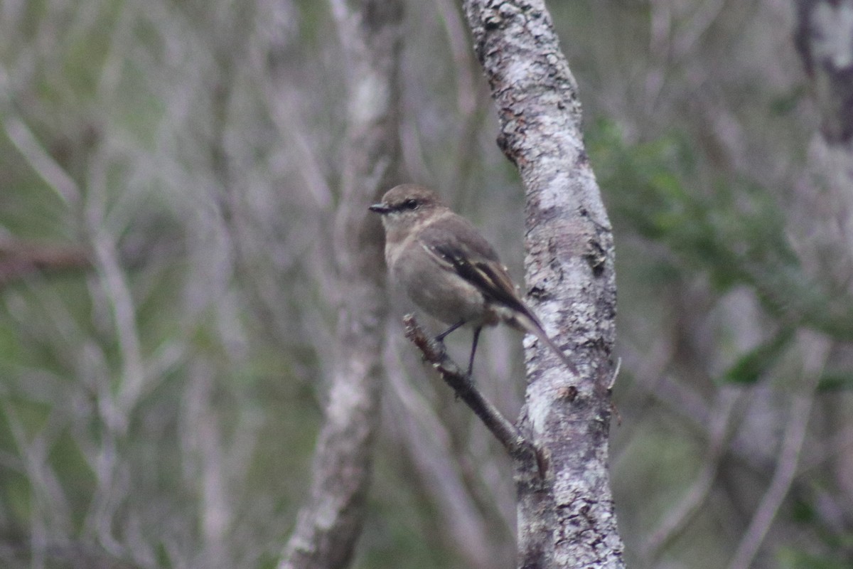 Dusky Robin - ML312889981