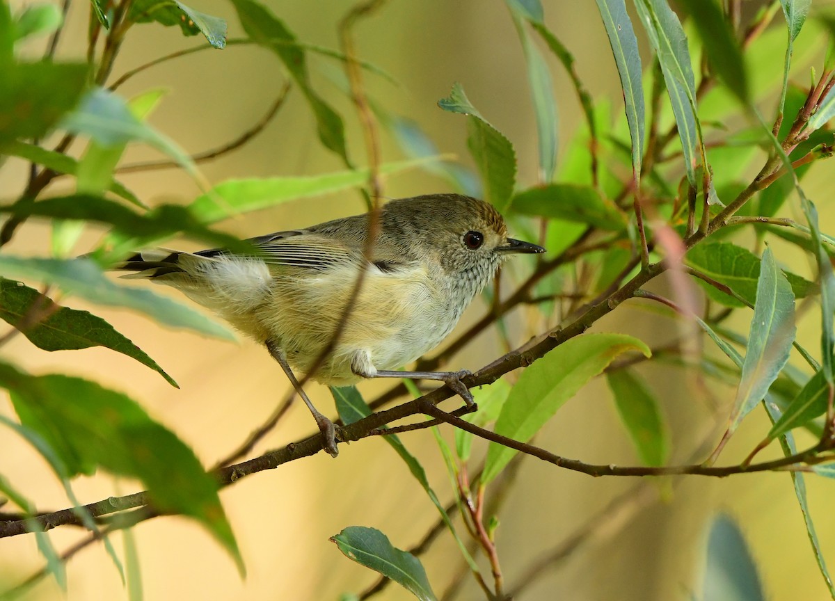 Brown Thornbill - ML312890421
