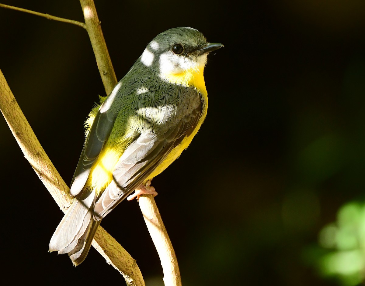 Eastern Yellow Robin - ML312890491