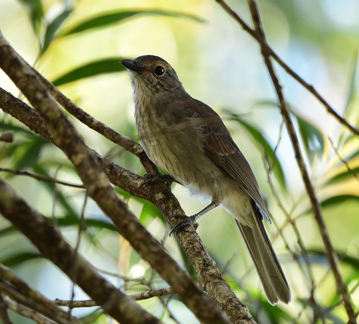 Gray Shrikethrush - ML312890501