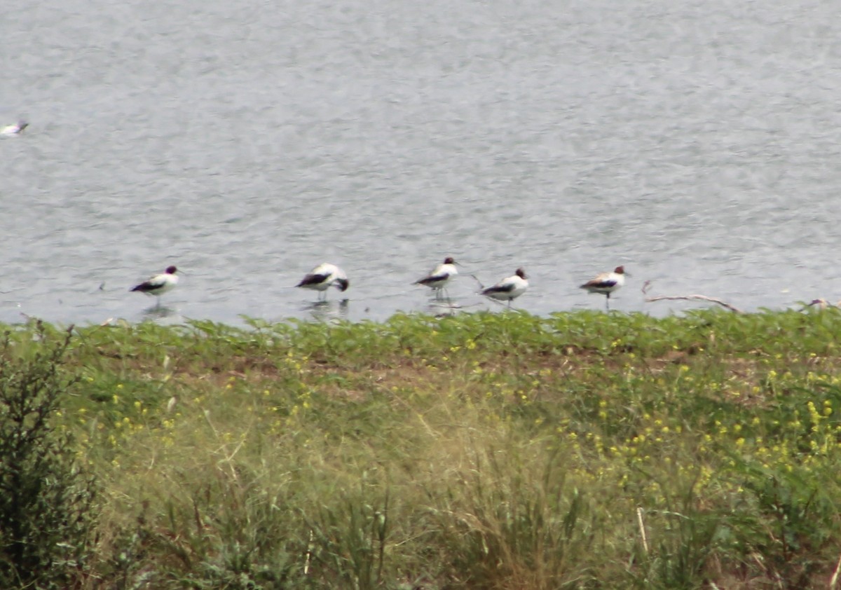 Red-necked Avocet - Claire Anderson