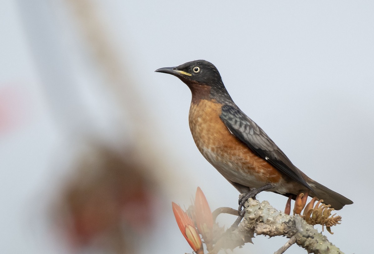 Spot-winged Starling - ML312894771