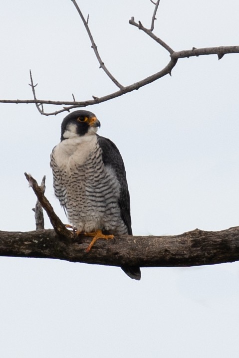 Peregrine Falcon - ML312895601