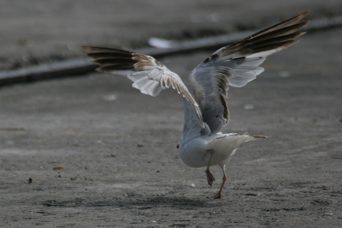 Ring-billed Gull - ML312895651