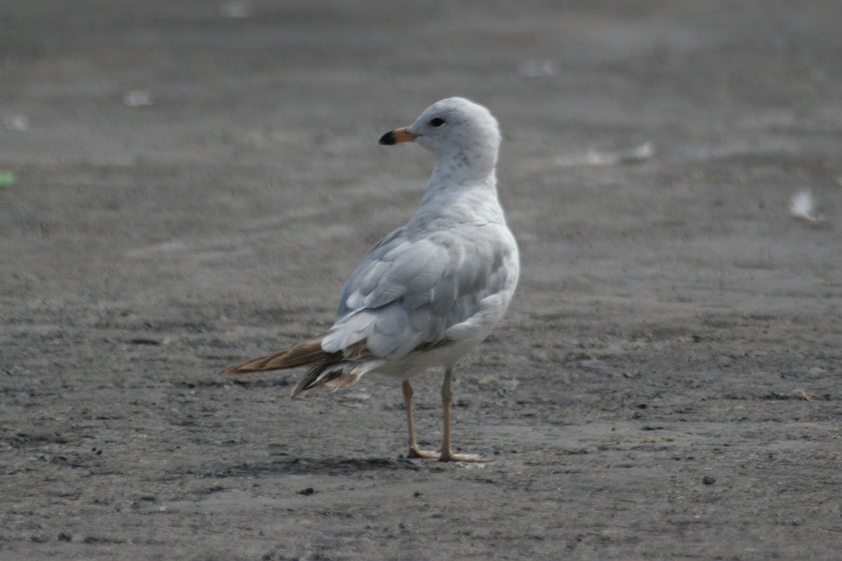 Ring-billed Gull - ML312895671