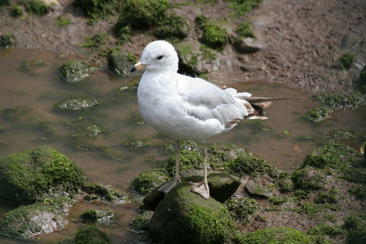 Ring-billed Gull - Chris Batty