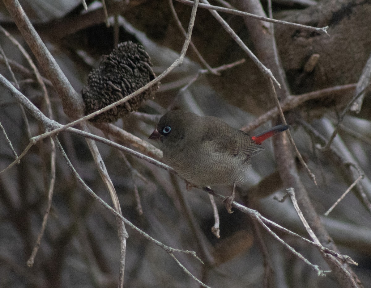 Beautiful Firetail - ML312895741