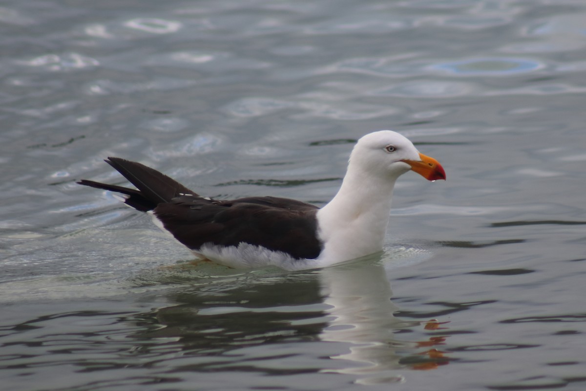 Pacific Gull - ML312895781
