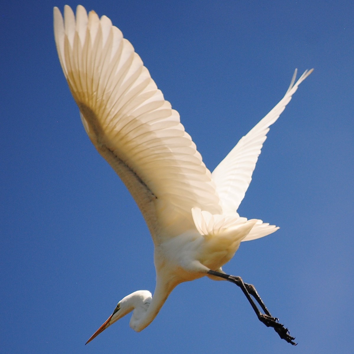 Great Egret - ML312895861