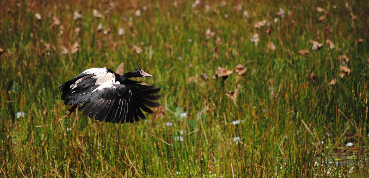 Magpie Goose - ML312895891