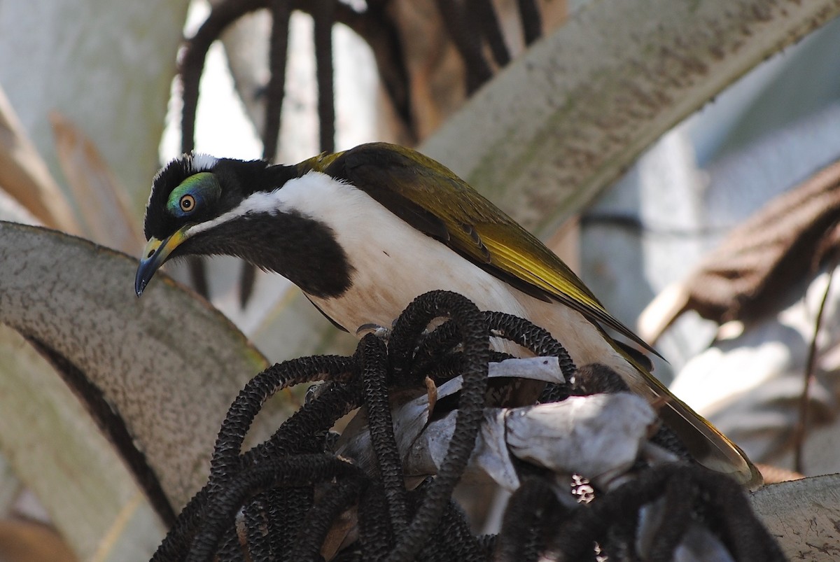 Blue-faced Honeyeater - Ian Foletta