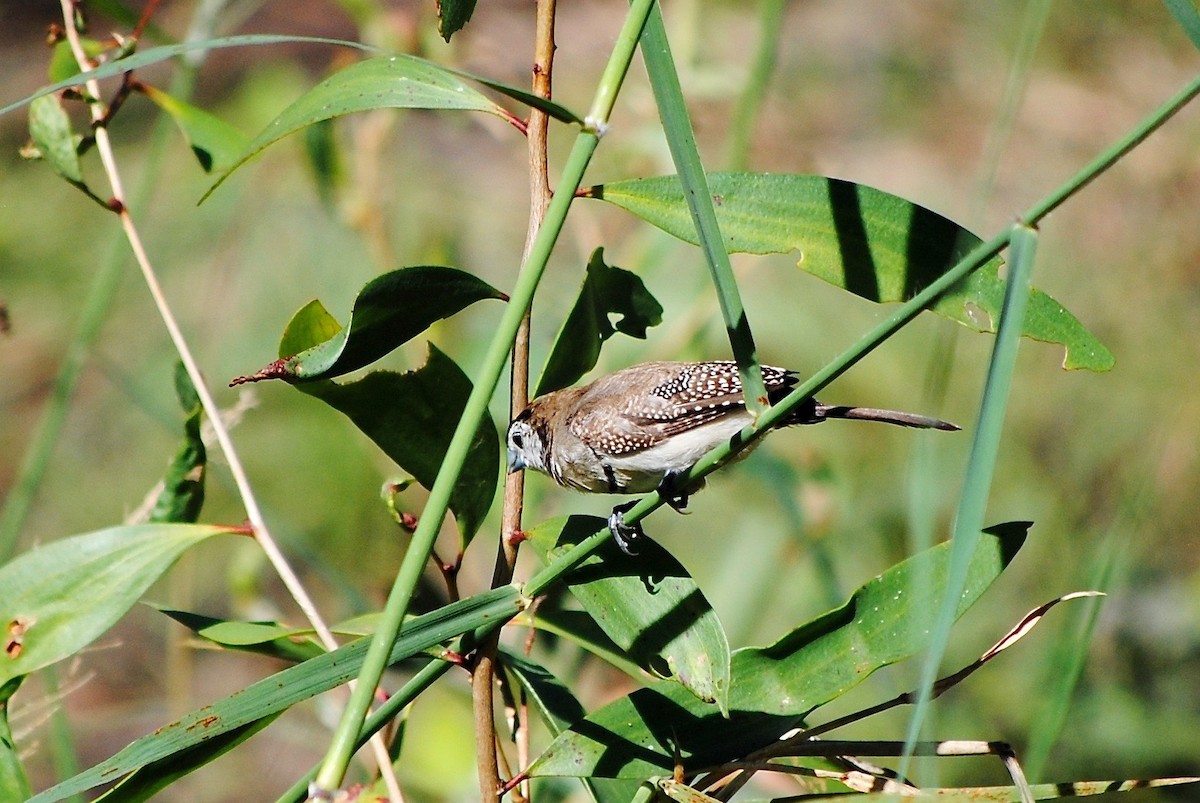 Double-barred Finch - ML312896021