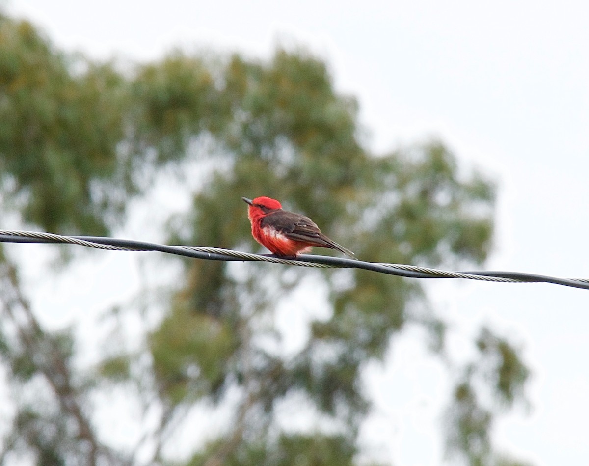 Vermilion Flycatcher - ML31289671