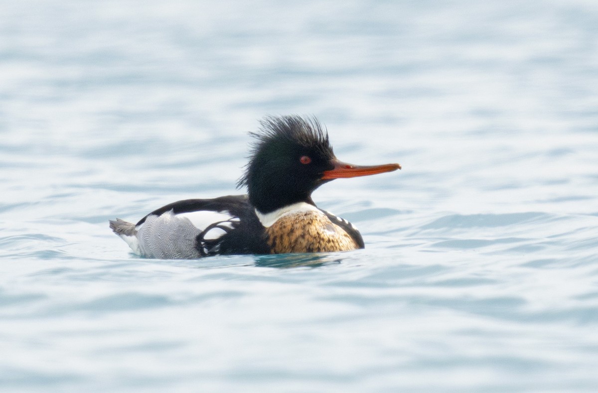 Red-breasted Merganser - ML312897461