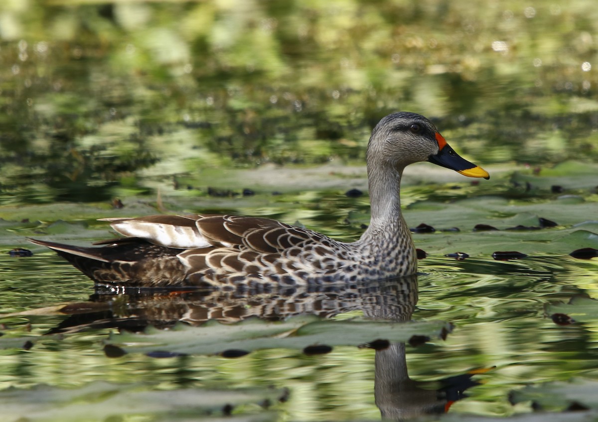 Indian Spot-billed Duck - Amee Vyas