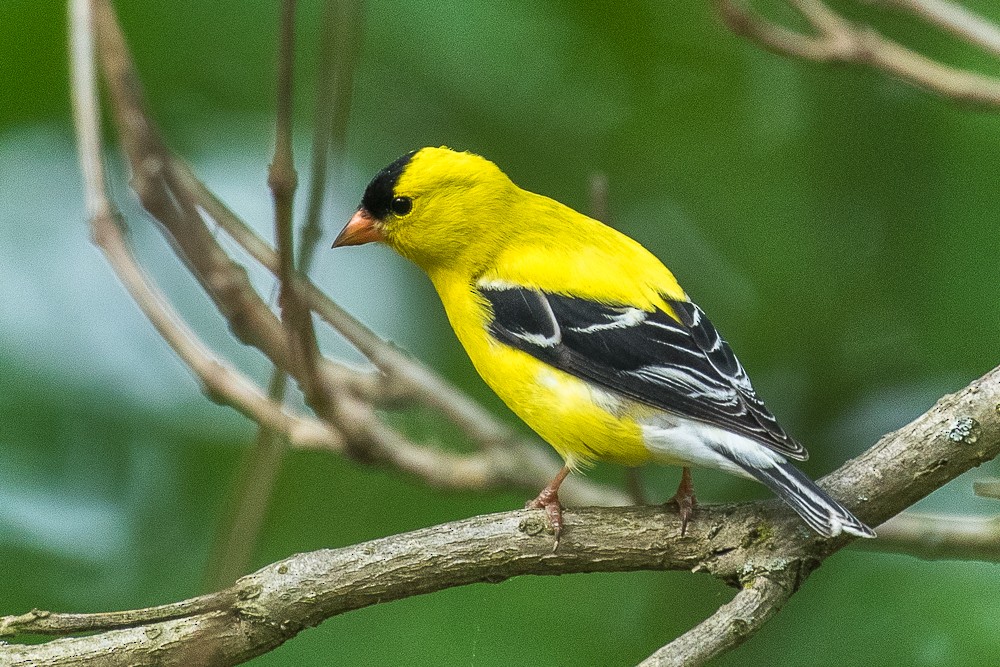 American Goldfinch - ML312898161