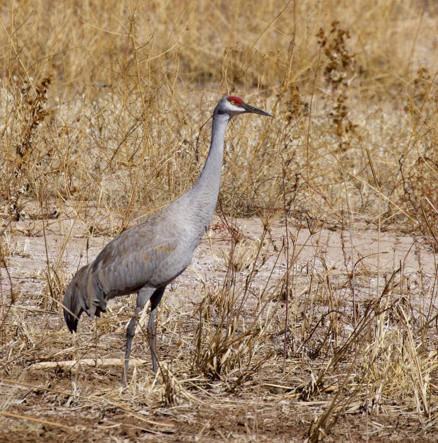 Sandhill Crane - ML312898401