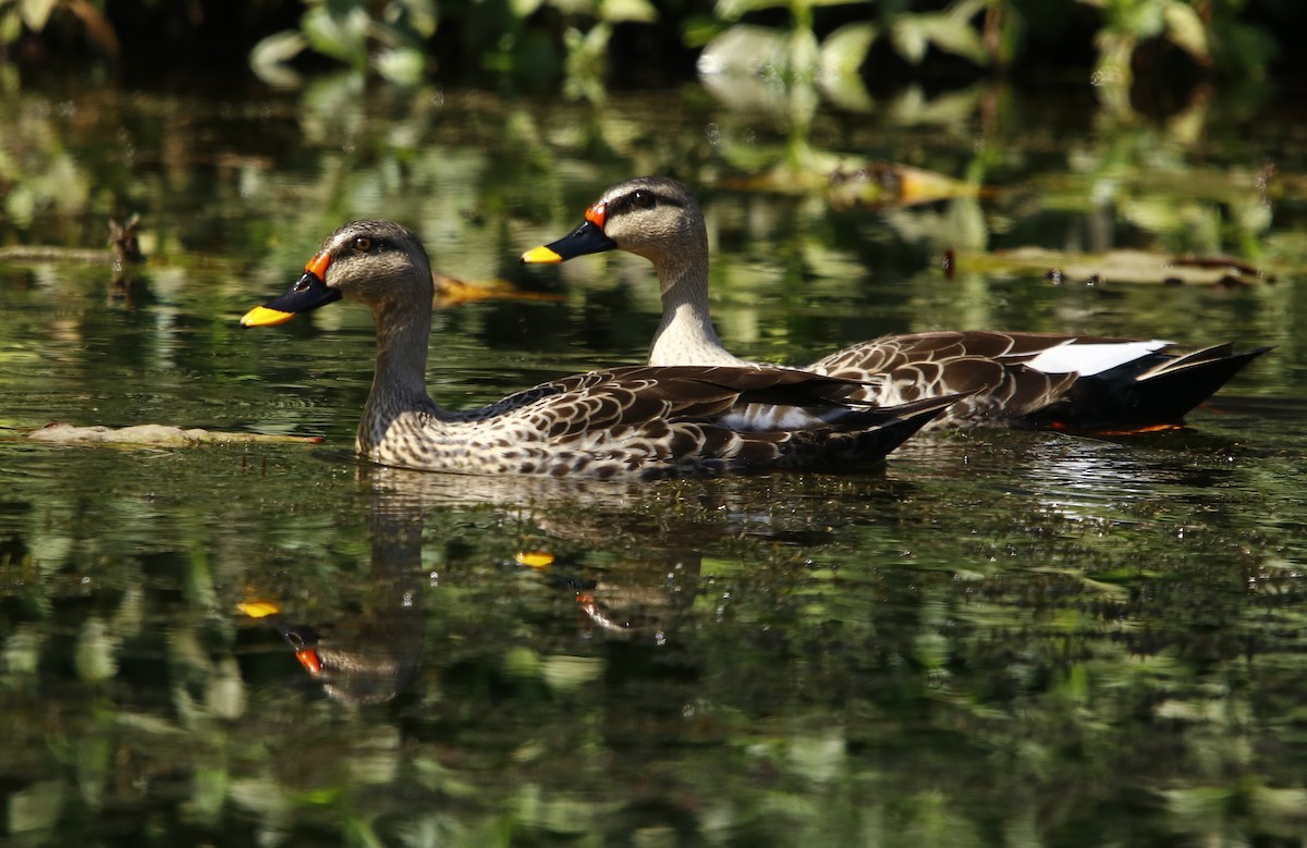 Indian Spot-billed Duck - Amee Vyas