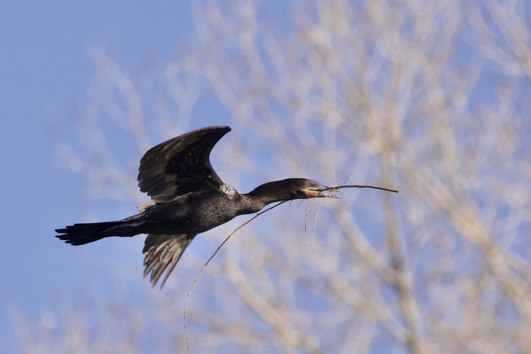 Neotropic Cormorant - Daniel Conrad