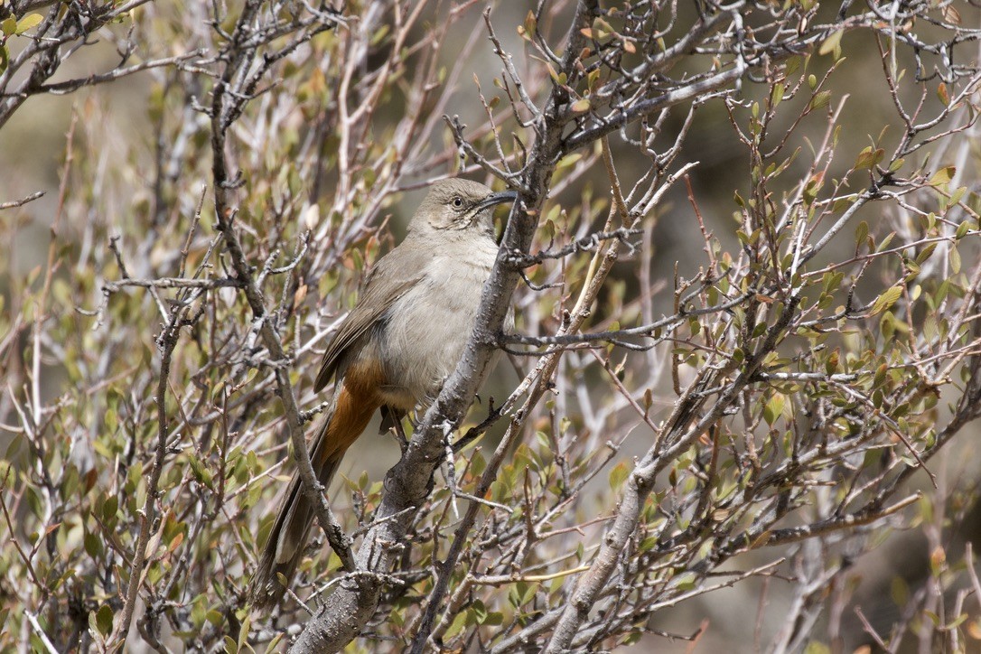 Crissal Thrasher - ML312898671