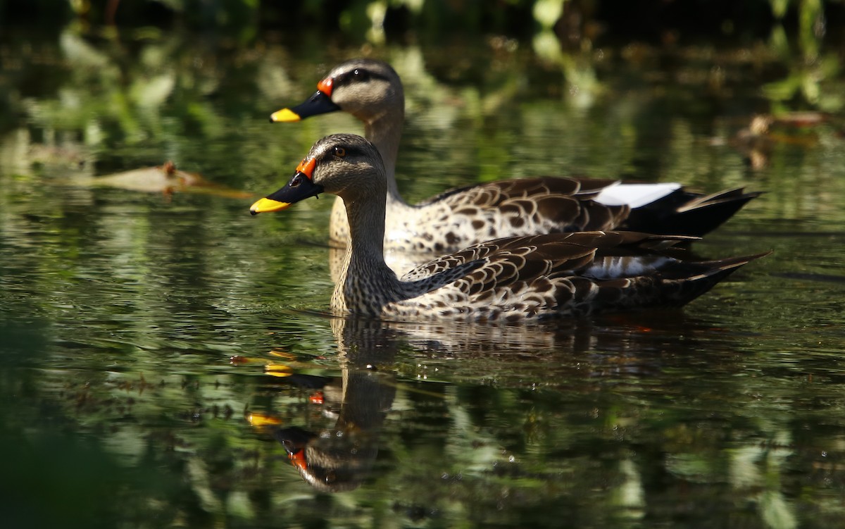 Indian Spot-billed Duck - Amee Vyas