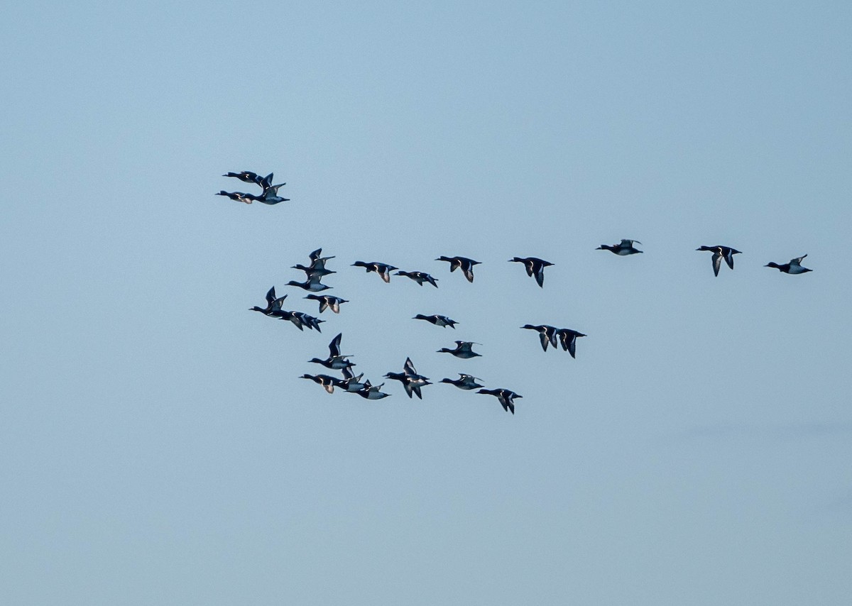 Greater Scaup - ML312900061