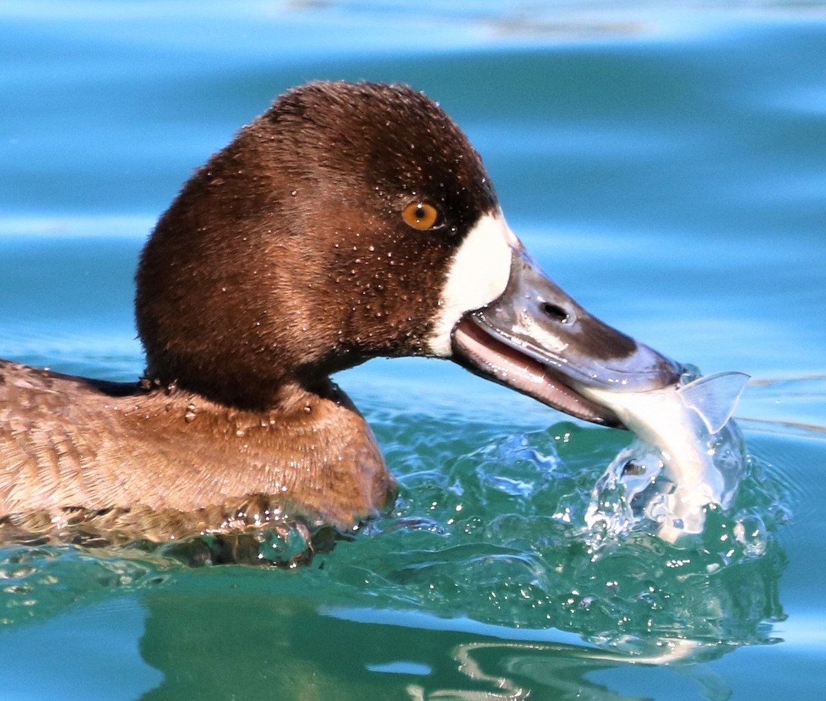 Lesser Scaup - ML312901381