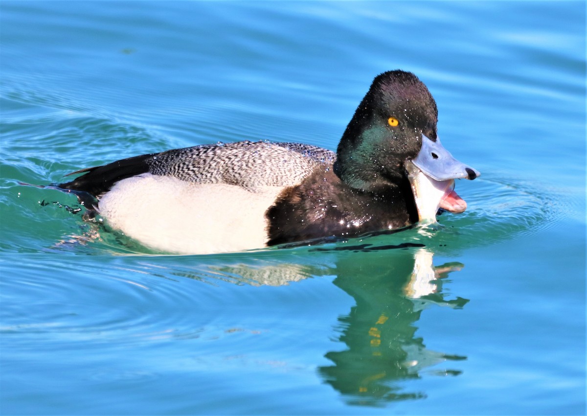 Lesser Scaup - ML312901401