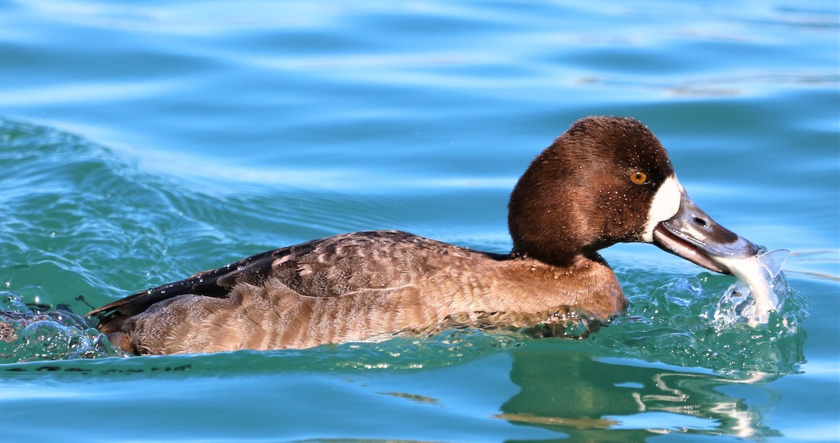 Lesser Scaup - ML312901411