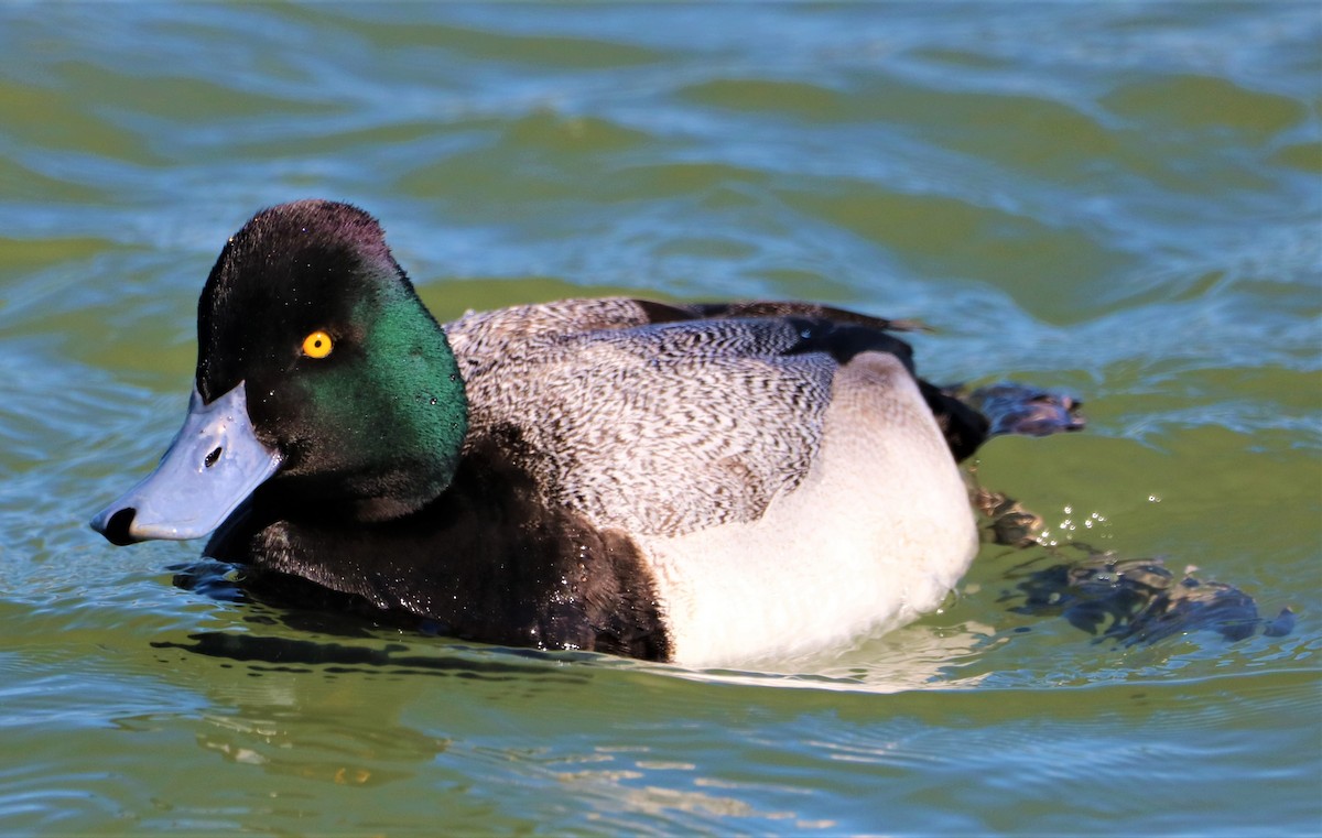 Lesser Scaup - ML312901421