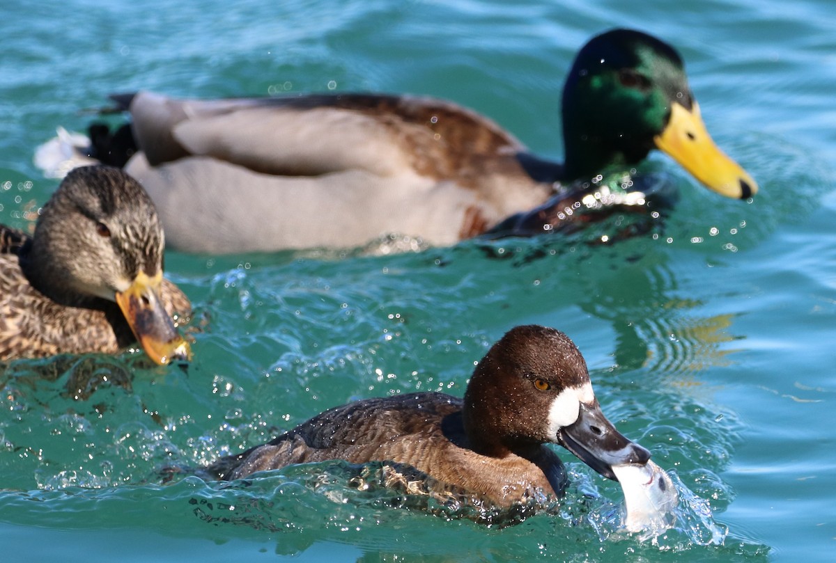 Lesser Scaup - ML312901431