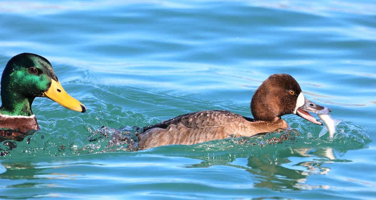 Lesser Scaup - ML312901441