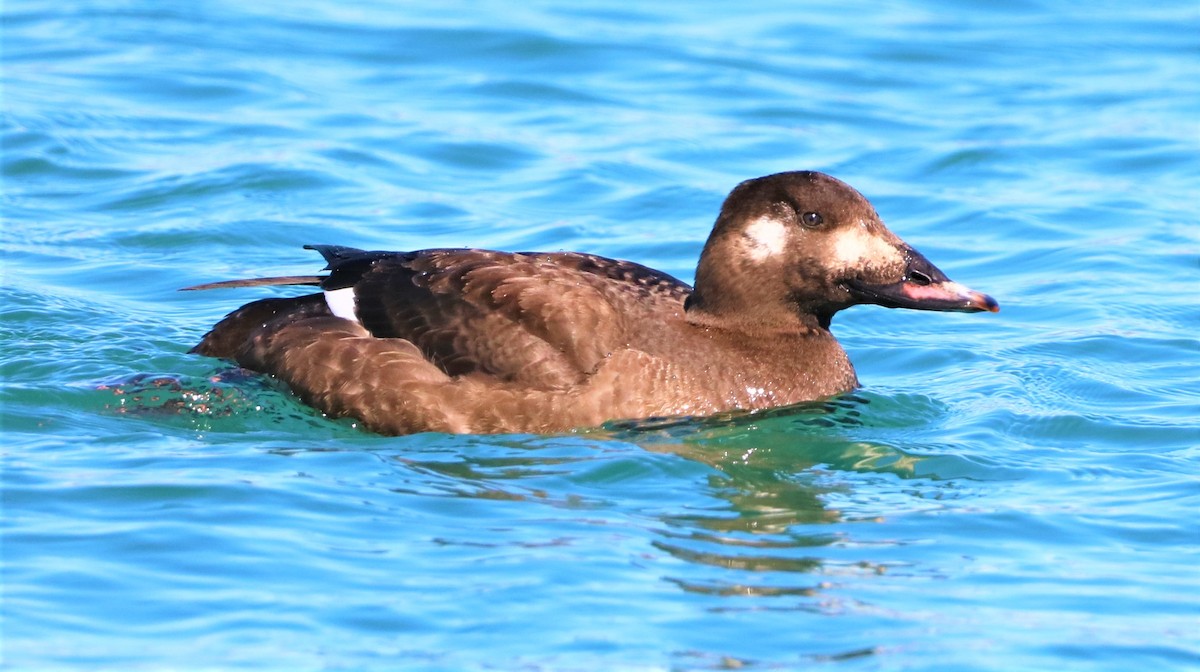 White-winged Scoter - Aldo Bertucci