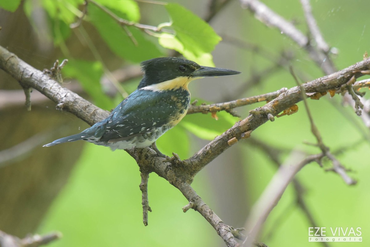Green Kingfisher - Ezequiel Vivas