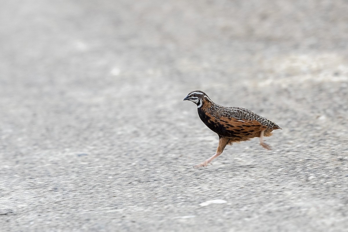 Harlequin Quail - ML312902871