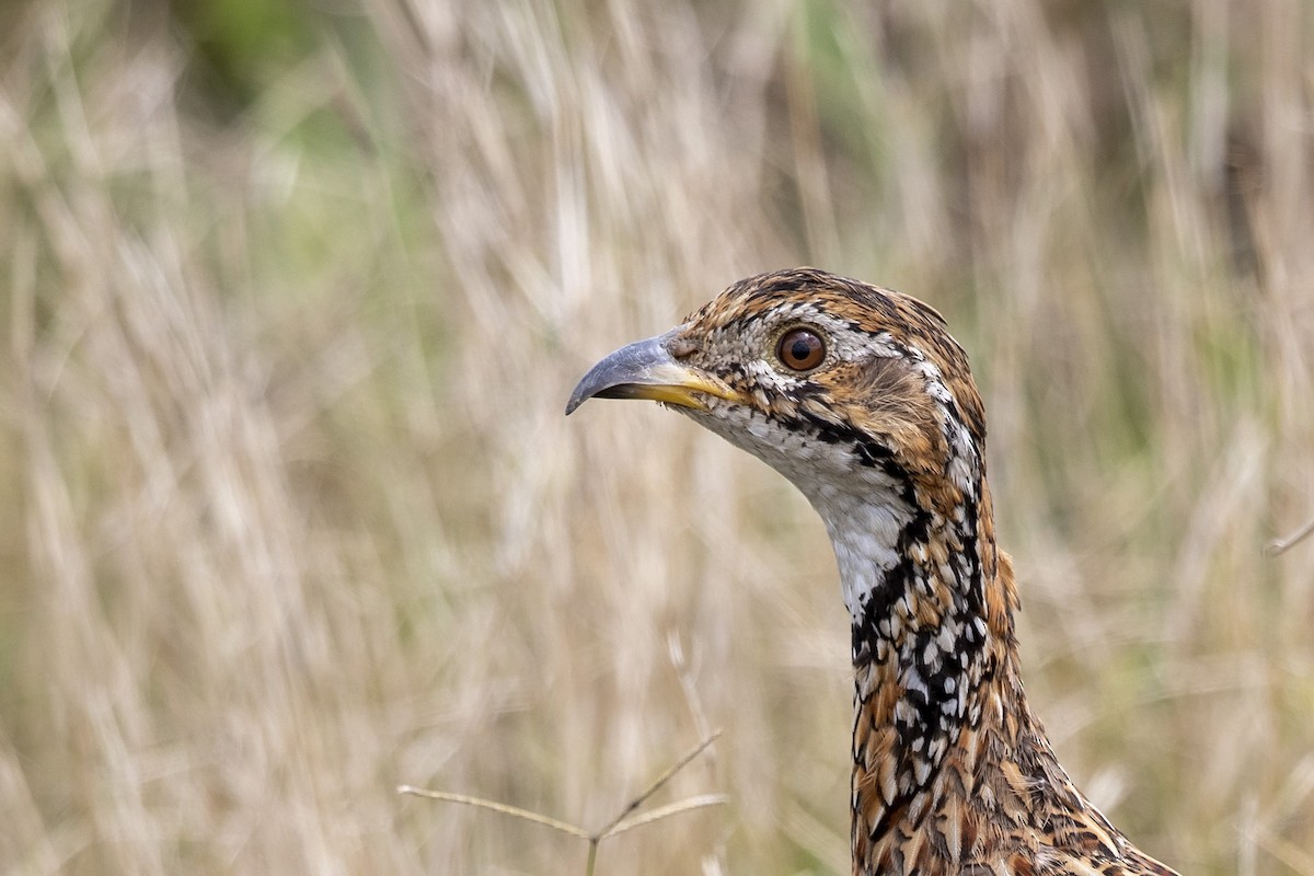 Orange River Francolin (Orange River) - ML312904081