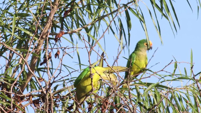 Conure couronnée - ML312907961