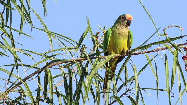 テツバシメキシコインコ - ML312908431