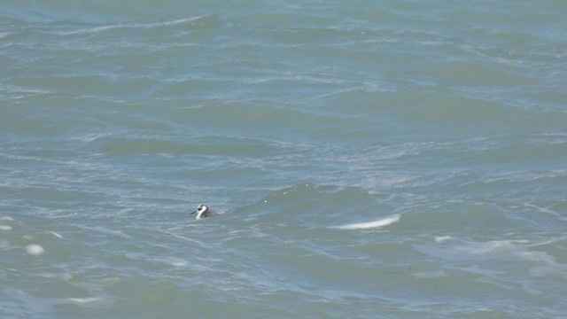 Red Phalarope - ML312908441