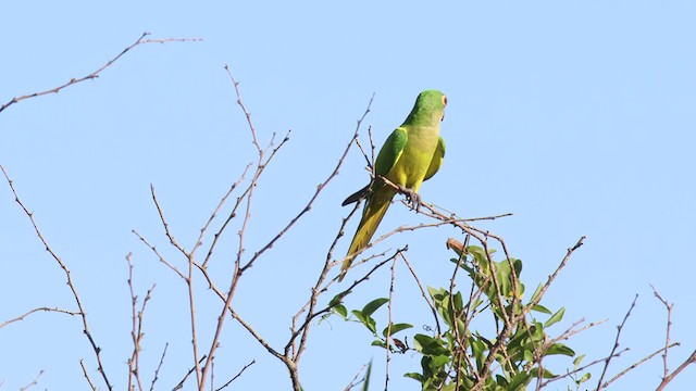 Aratinga Frentidorada - ML312908891