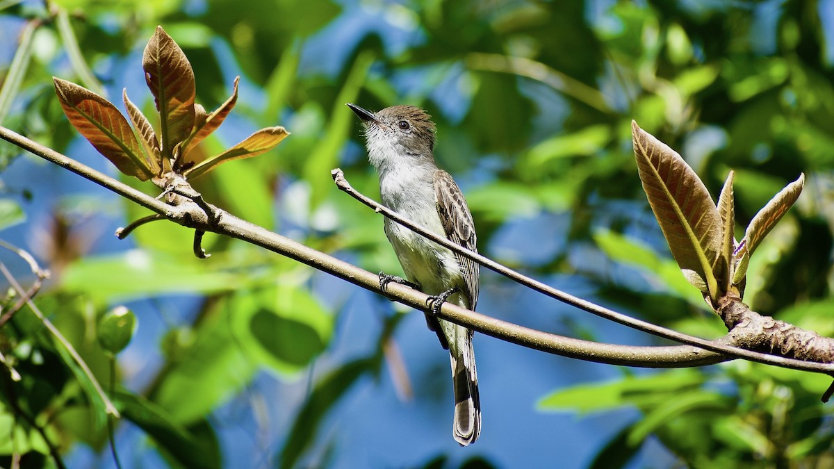 La Sagra's Flycatcher - ML312908911