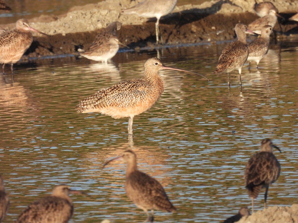 Long-billed Curlew - ML312909101