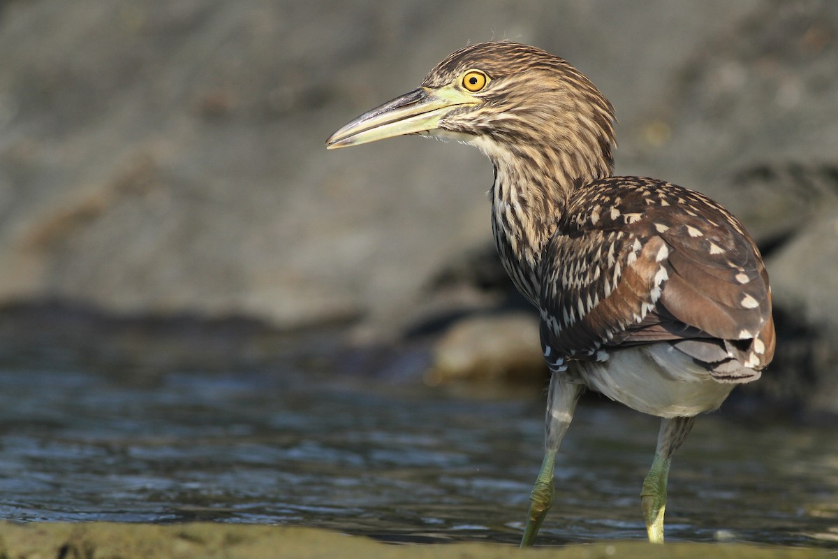 Black-crowned Night Heron - Evan Lipton