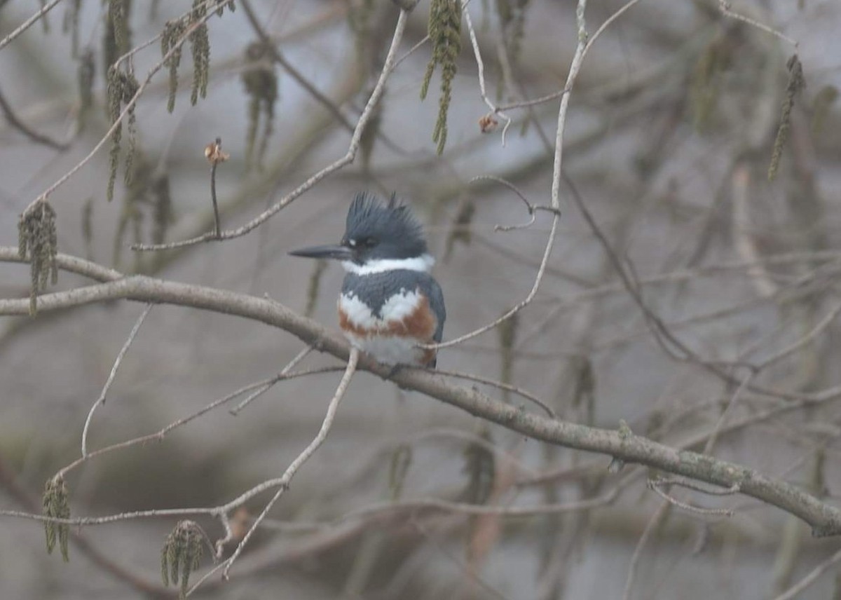 Belted Kingfisher - ML312910461