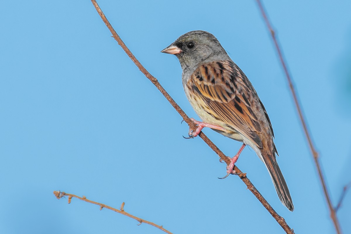 Black-faced Bunting - Natthaphat Chotjuckdikul