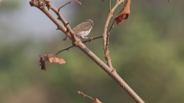 Thick-billed Flowerpecker - ML312912331