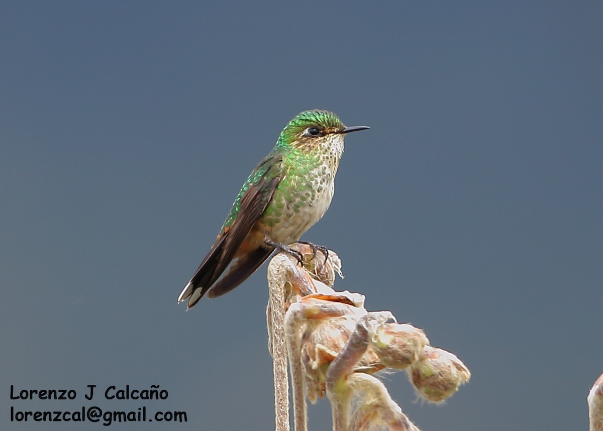 Purple-backed Thornbill - ML312912641